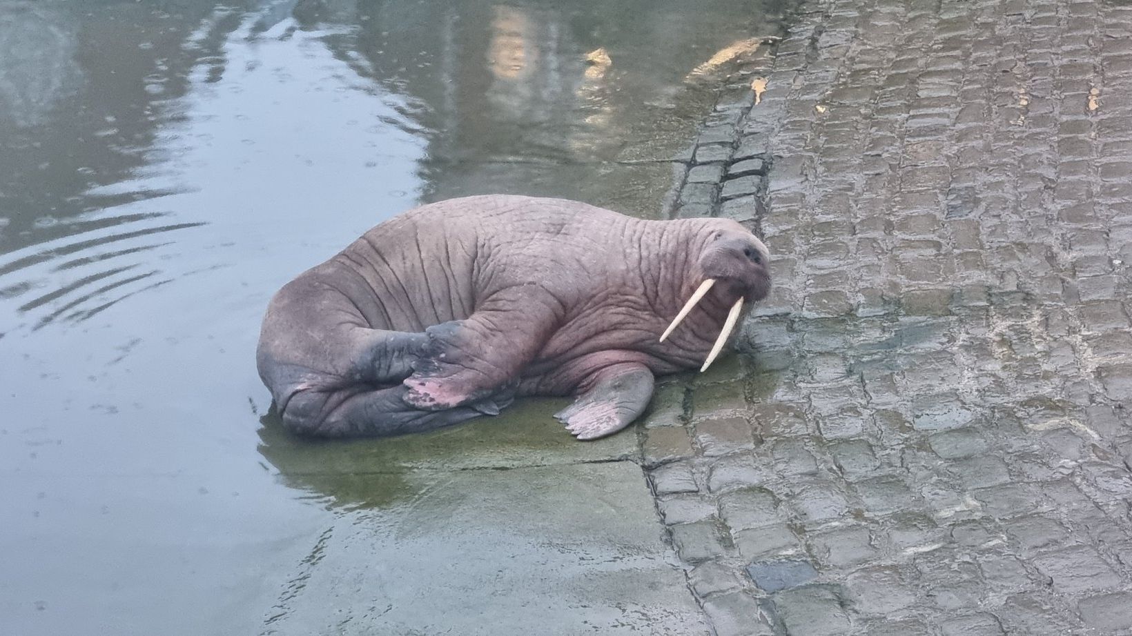 Thor the Walrus resurfaces in Iceland